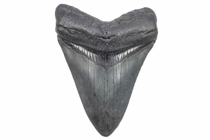 Serrated, Fossil Megalodon Tooth - South Carolina #248901